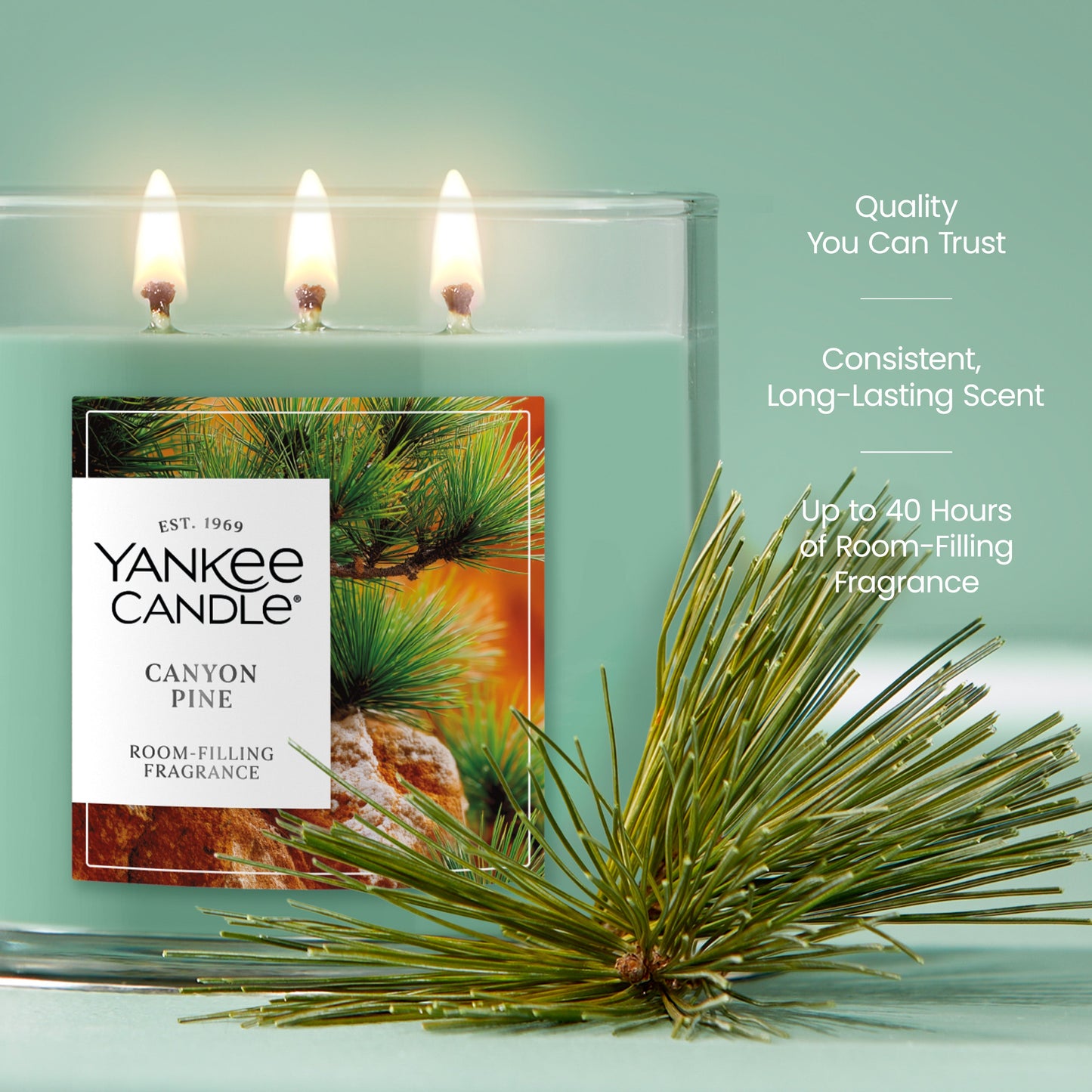 Canyon Pine